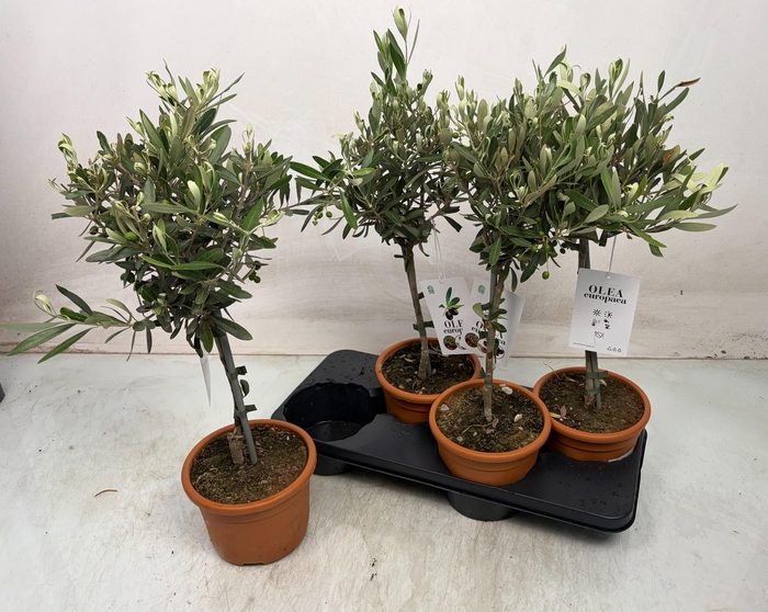 <h4>OLEA EUROPAEA</h4>