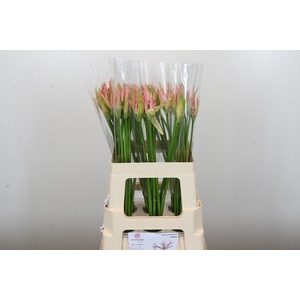 Nerine Vesta K