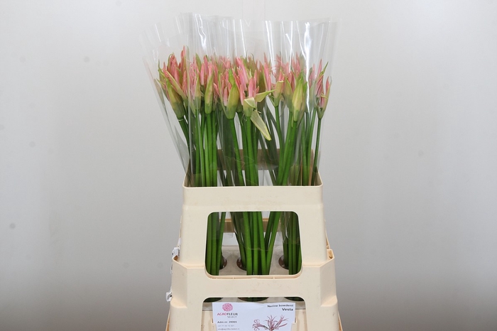 Nerine Vesta K