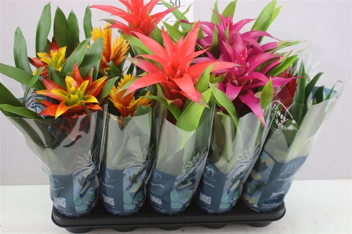 <h4>Bromelia Gemengd</h4>