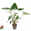 Alocasia Overig Zebrina