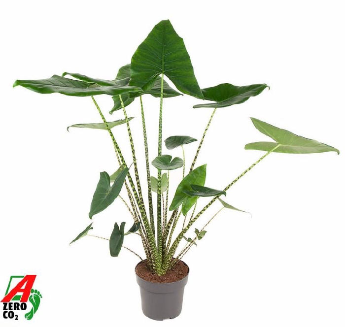 Alocasia Overig Zebrina