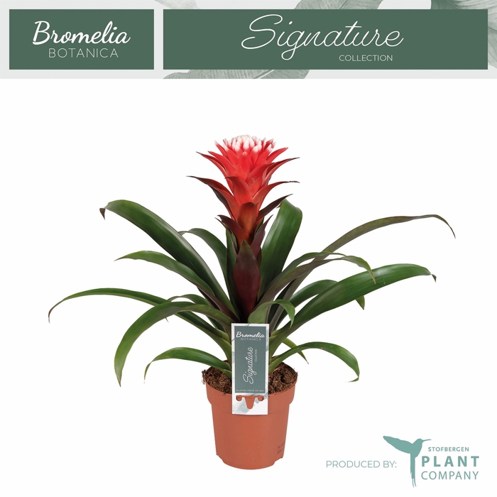 <h4>Guzmania  'Hope'</h4>