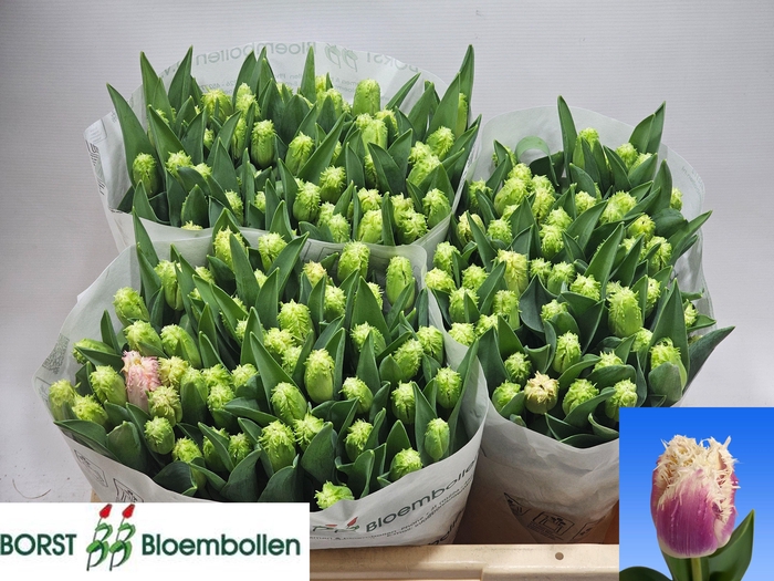 <h4>TU FR HAWAII</h4>