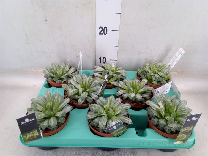<h4>Haworthia cymbiformis</h4>