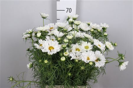 <h4>Cosmos Bipin White</h4>