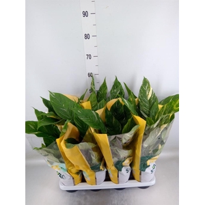 Spathiphyllum  'Diamond'