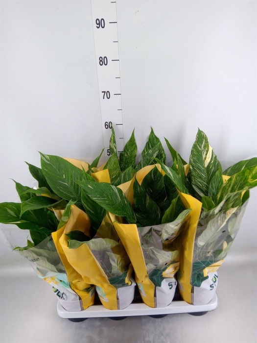 <h4>Spathiphyllum 'Diamond'</h4>