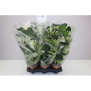 Stephanotis Fleur Parfum Xl 5-6