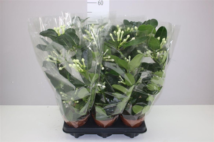 <h4>Stephanotis Fleur Parfum Xl 5-6</h4>