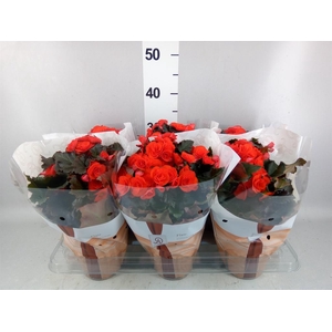 Begonia elat. DU 'Mocca Orange'