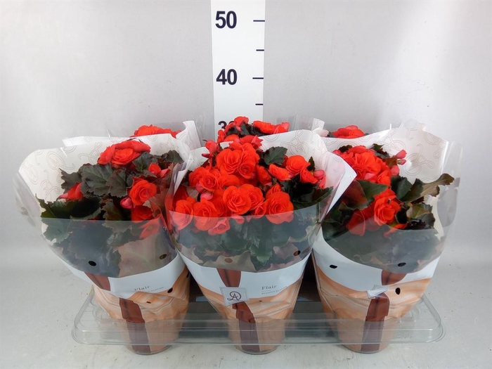 <h4>Begonia elat. DU 'Mocca Orange'</h4>