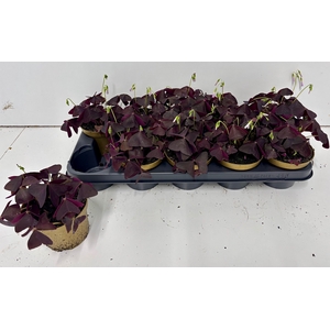 OXALIS TRIANGULARIS