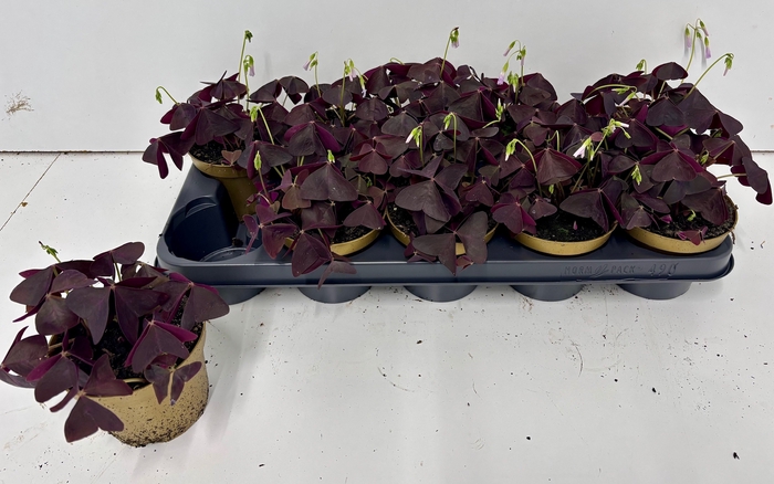 <h4>OXALIS TRIANGULARIS</h4>