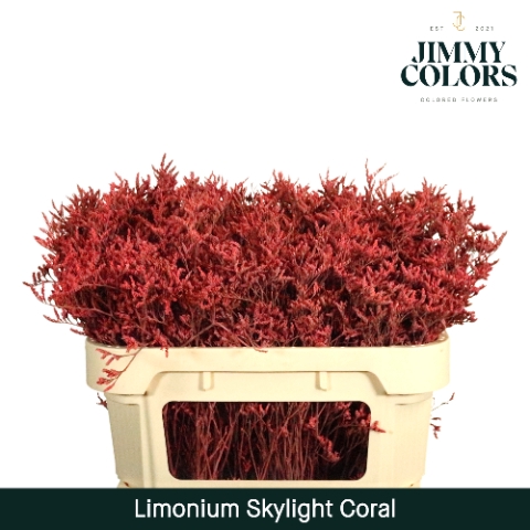 <h4>Limonium Skylight L70 Coral</h4>