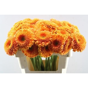 Ge Gb Gerp Big Orange(oranje)