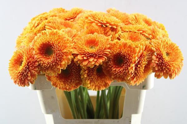 <h4>Ge Gb Gerp Big Orange(oranje)</h4>