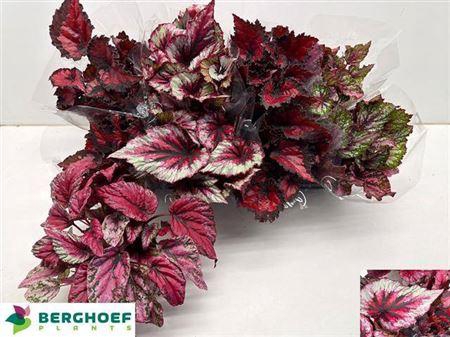 <h4>Beg Bel Gem</h4>