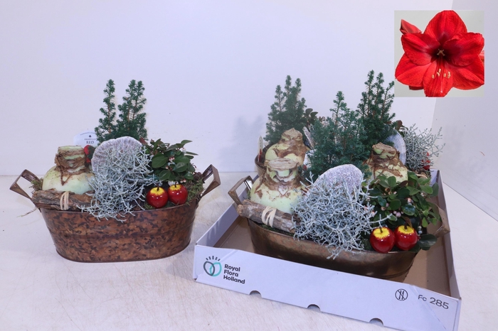 <h4>ARR HIPPEASTRUM</h4>