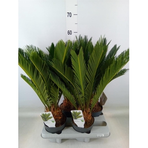 Cycas revoluta
