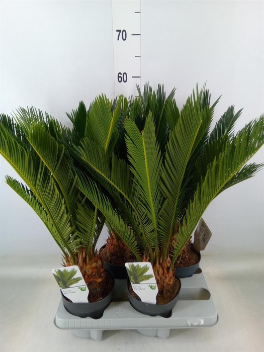 <h4>Cycas revoluta</h4>