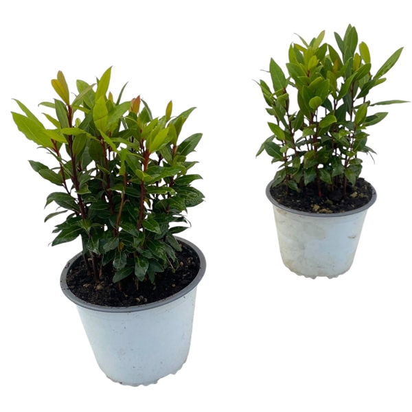 <h4>Laurus nobilis</h4>