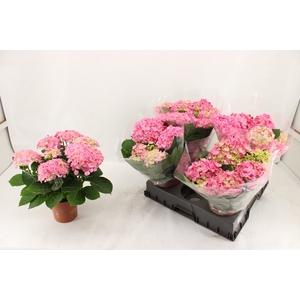 HYDR M SWEET CAMPINO