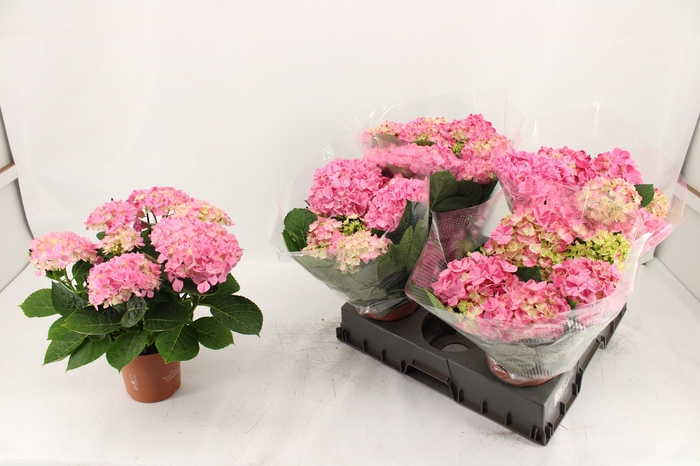 <h4>HYDR M SWEET CAMPINO</h4>