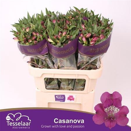 <h4>Alstroemeria Casanova</h4>