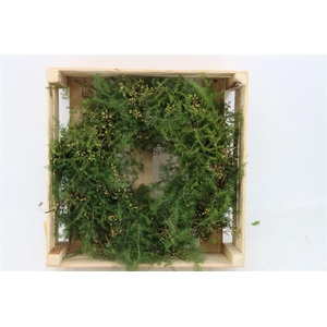 Wr Asparagus Exotica Berry 40cm
