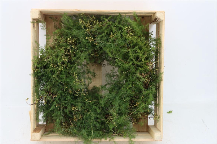 <h4>Wr Asparagus Exotica Berry 40cm</h4>