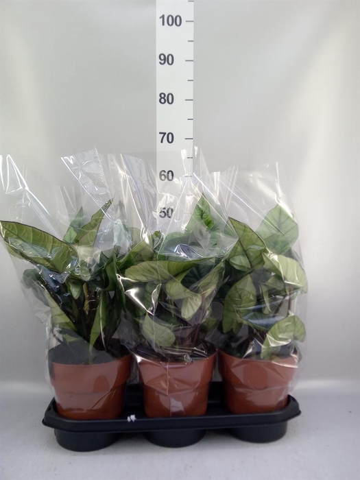 <h4>Alocasia 'Platinum'</h4>