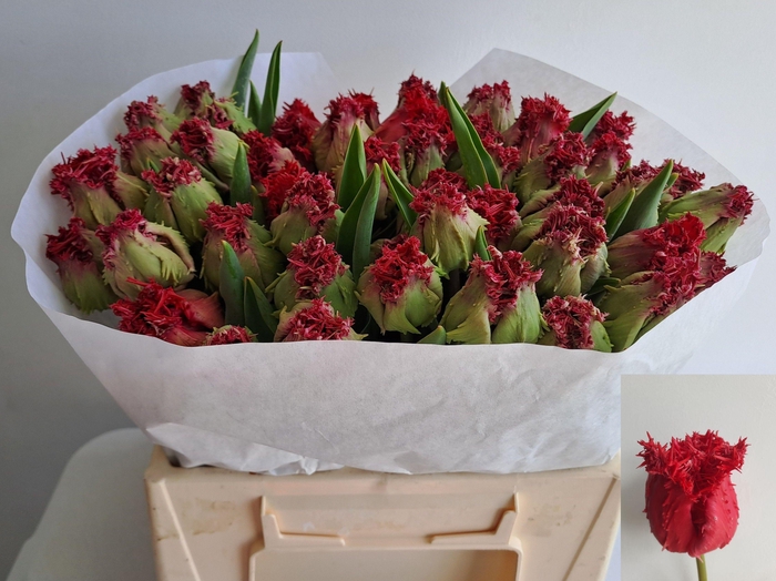 <h4>TU FR BARBADOS</h4>