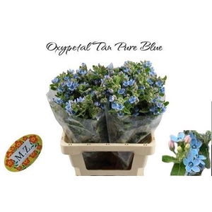 Oxy Co Tan Pure Blue