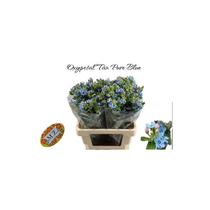 <h4>Oxy Co Tan Pure Blue</h4>