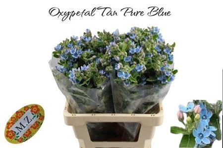 Oxy Co Tan Pure Blue