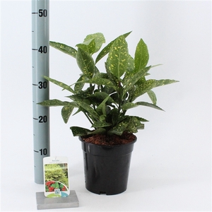 Aucuba japonica 'Variegata'