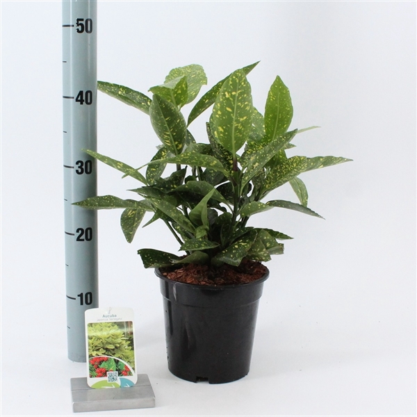 <h4>Aucuba japonica 'Variegata'</h4>