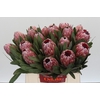 Protea Pink Ice