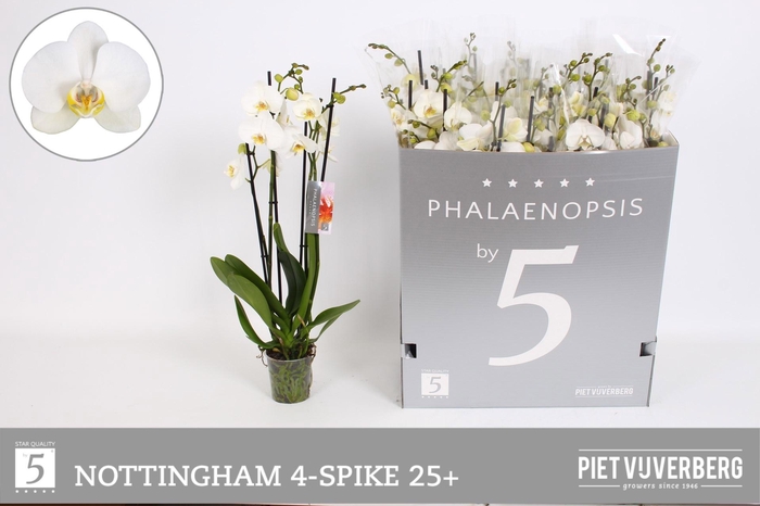 <h4>PHAL AN NOTTINGHAM</h4>