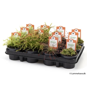 Drosera mix 4 P9 3 SOORTEN