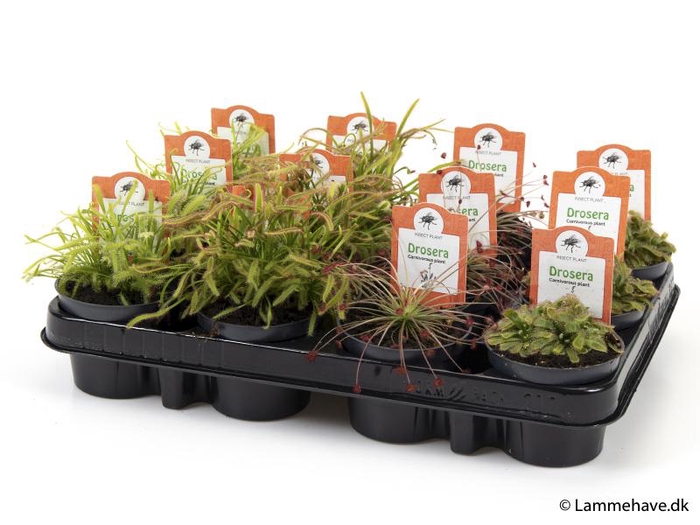 <h4>Drosera mix 4 P9 3 SOORTEN</h4>