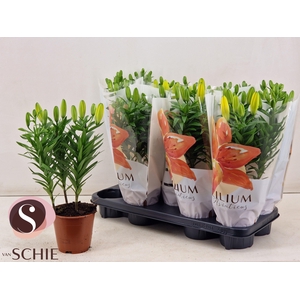 LIL AS GOLDEN MATRIX