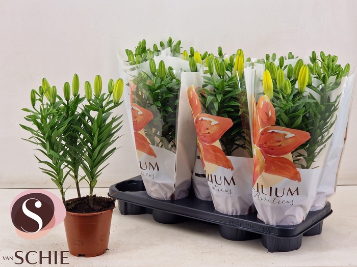 <h4>LIL AS GOLDEN MATRIX</h4>