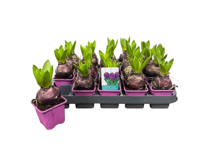 <h4>HYACIN PURPLE SENSAT</h4>