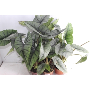 ALOCASIA PLATINUM P12