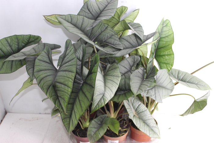 <h4>ALOCASIA PLATINUM P12</h4>