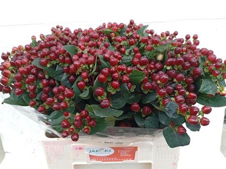 <h4>Hyp Coco Montana Vertakt</h4>