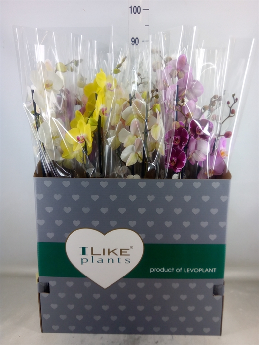 <h4>Phalaenopsis   ...mix</h4>