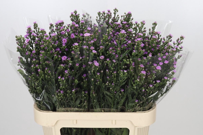 <h4>Aster Painted Lady</h4>